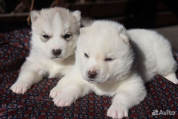 Щенки хаски