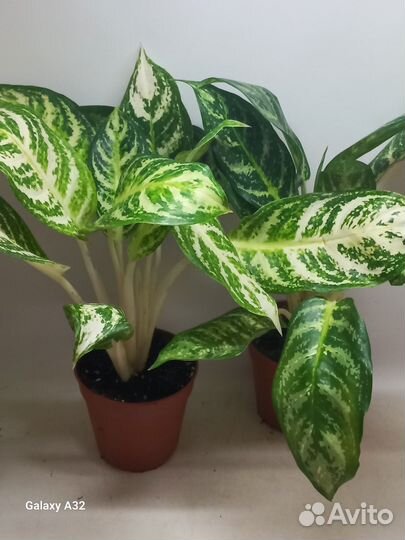 Аглаонема зебра