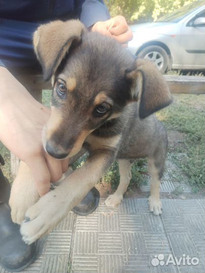 Собака в добрые руки щенок мальчик