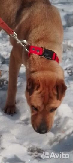 А Л Ь М Априучена к выгулу/охранница/знает команды