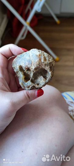 Окаменелость