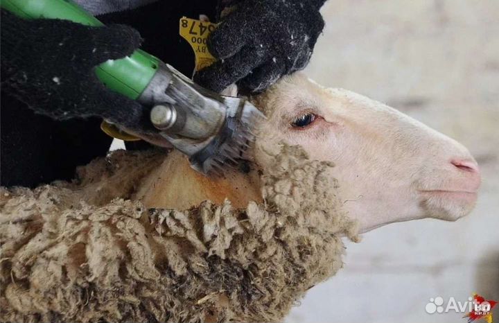 Машинка для стрижки овец
