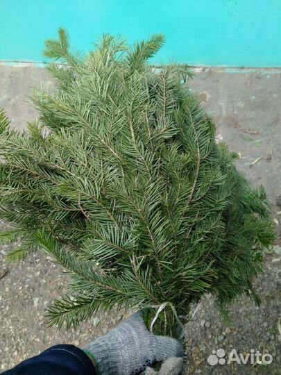 Веники пихта, береза, дуб, можжевельник, клен