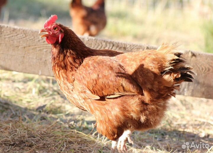 Куры несушки с агрофермы