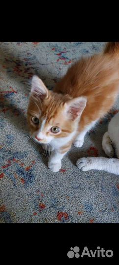Рыжий котенок мальчик в добрые руки