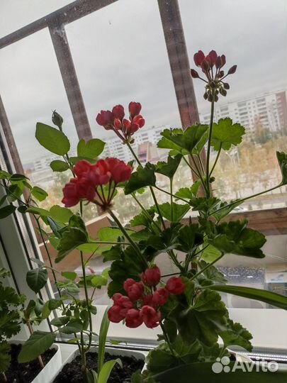 Герань тюльпановидная