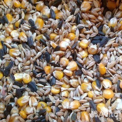 Зерновая смесь куры. Зерно для птиц. Корм для птиц зернышки. Зерносмесь. Зерносмесь дробленая.