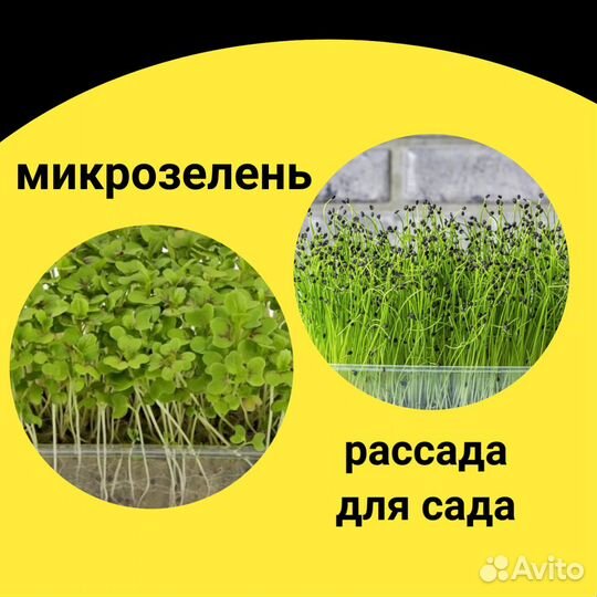 Лотки,контейнеры для рассады, микрозелени