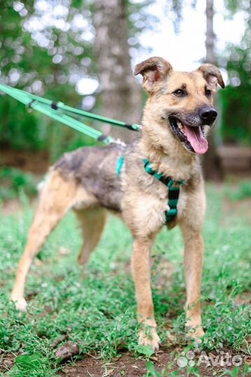 Спасите собаку