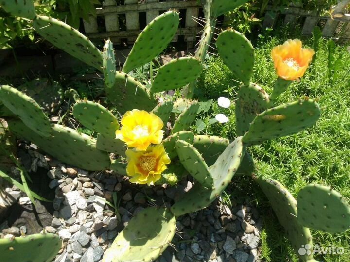 Продаю растения