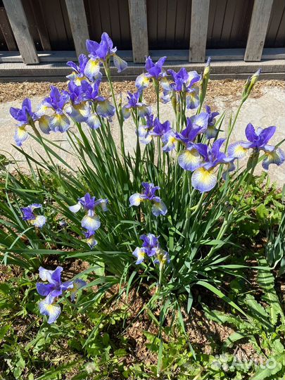 Ирисы сортовые