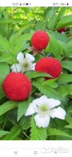 Малина земляничная (Тибетская)