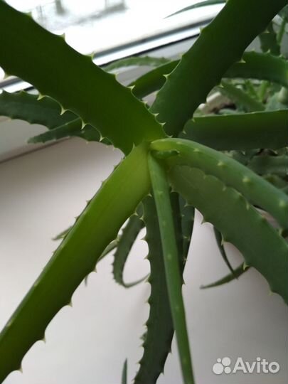Алоэ (столетник) более 3 лет