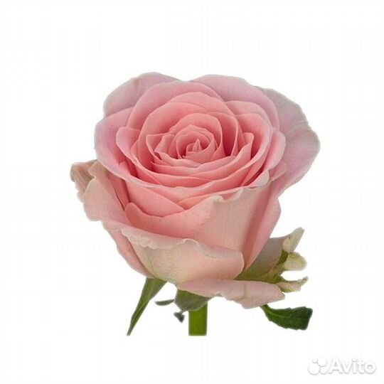 Букет из роз Babyface Премиум 50 см (11-101)