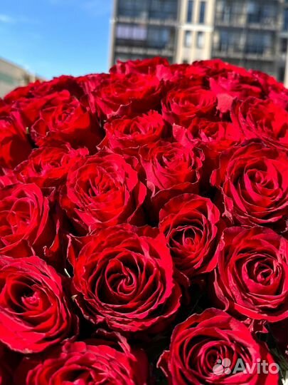 Букет Недели Красная роза 51шт.Доставка