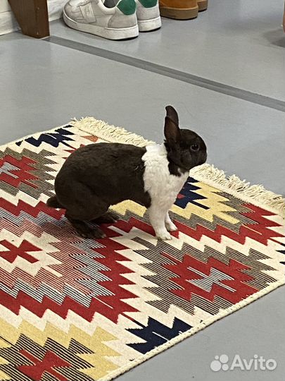 Мини крольчата