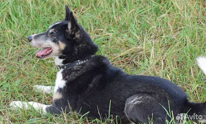 Галантный пёс-компаньон