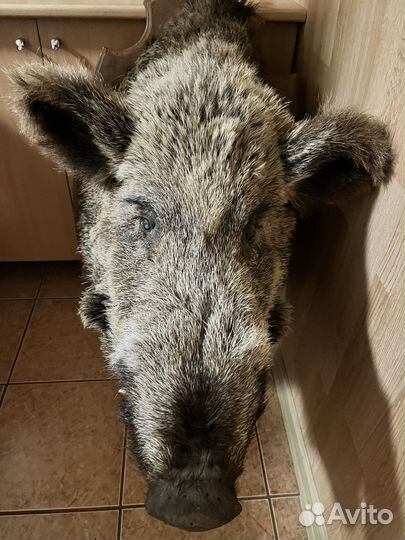 Голова кабана