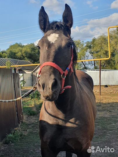 Лошадь кобыла