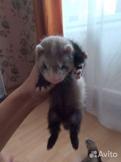 Щенки хорька