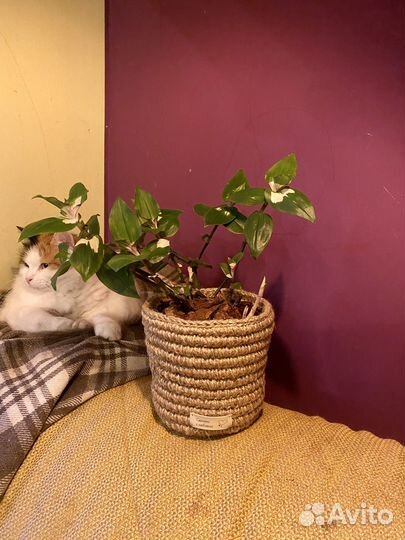 Традисканцыя в джутовом кашпо