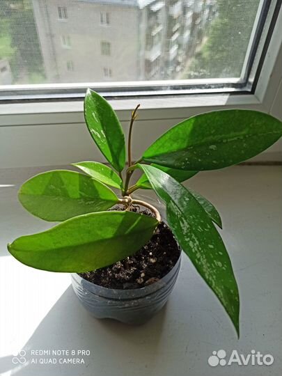 Хойя пубикаликс