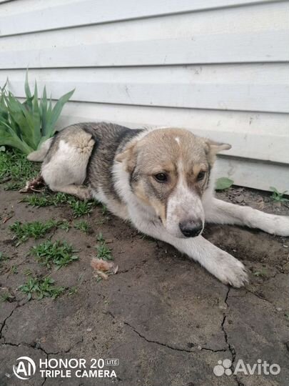 Собака щенок подросток Джуля