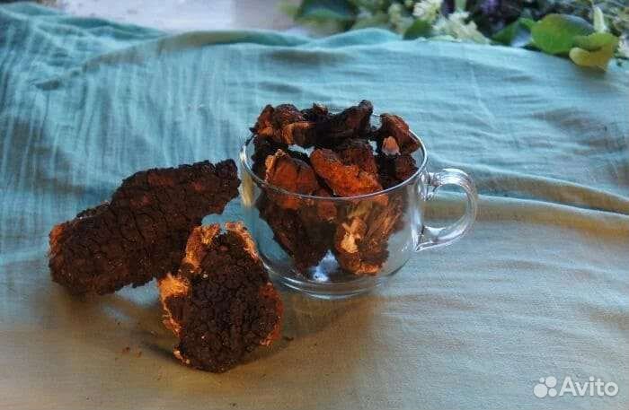 Чага (берёзовый гриб)