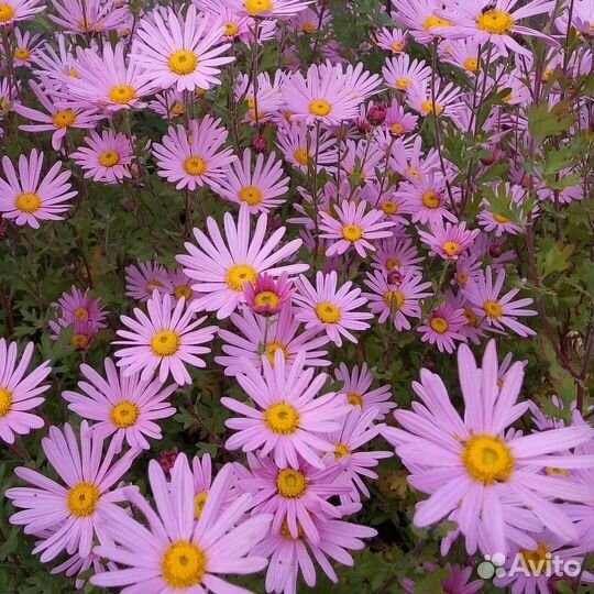 Рассада цветов