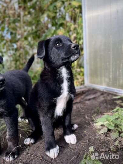 Собака в добрые руки бесплатно