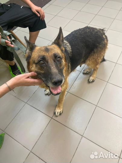 Собака в добрые руки