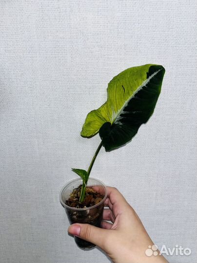 Редкие комнатные растения-Сингониумы