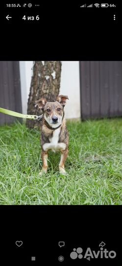 Маленький песик ищет дом