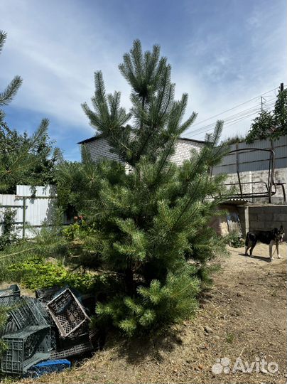 Крымская сосна