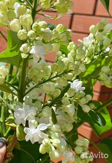 Сирень сенсация, белая махровая