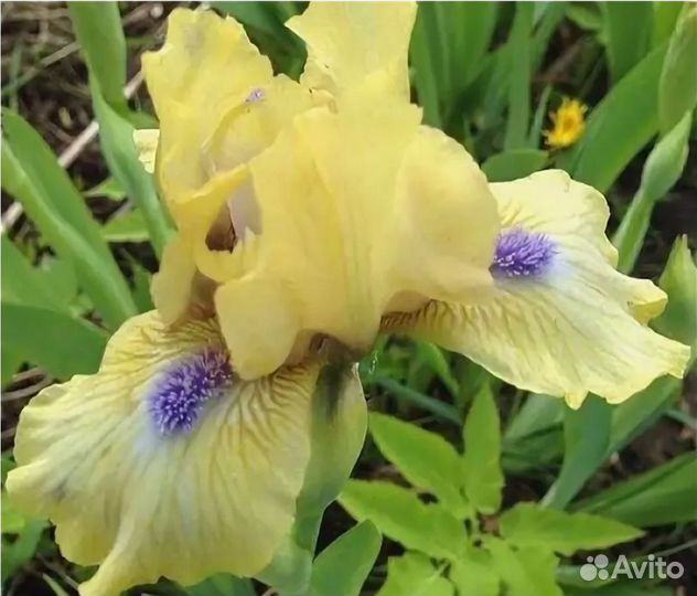 Многолетники (карликовые ирисы)