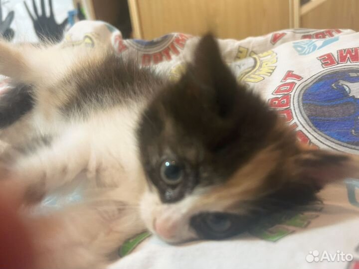 Котики 1 месяц и 20 дней