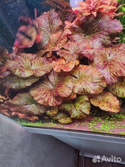 Аквариумные растения