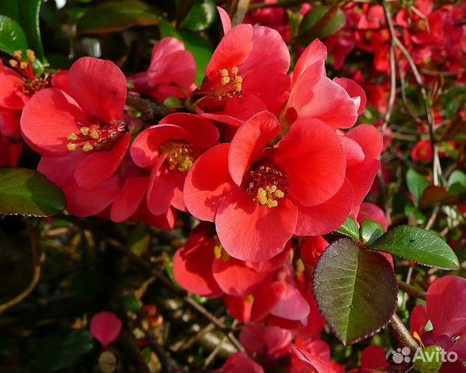 Айва японская