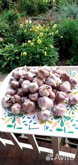 Чеснок на посадку