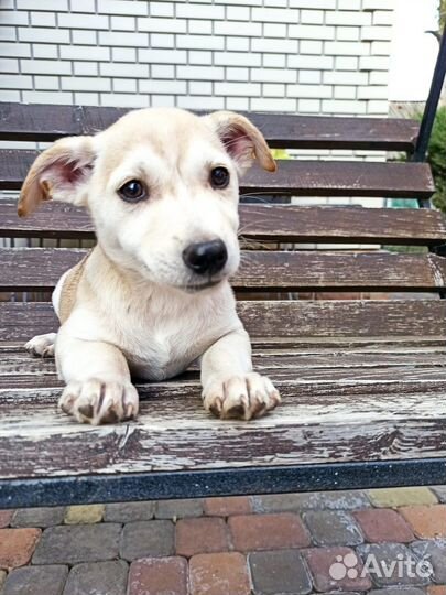 Щенки в добрые руки