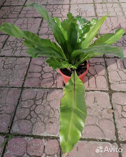 Папоротник Асплениум