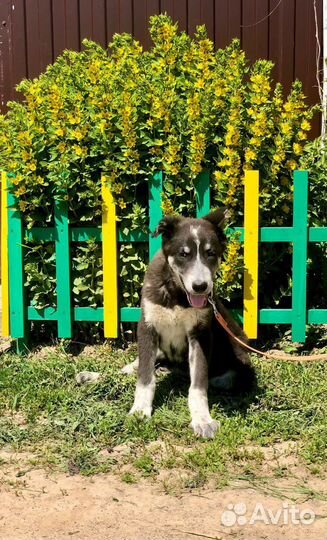 Очаровательный щенок Барон 4 мес