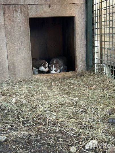 Продаются щенки сибирской хаски