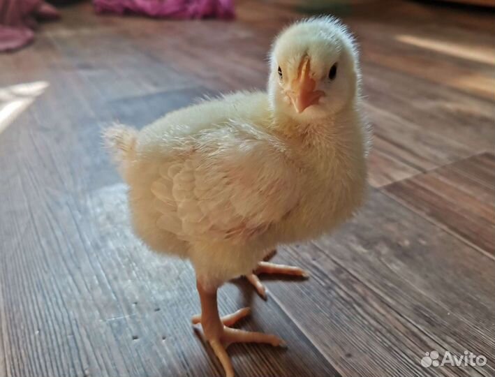 Молодняк цыплят бройлер Кобб 500 и Росс308