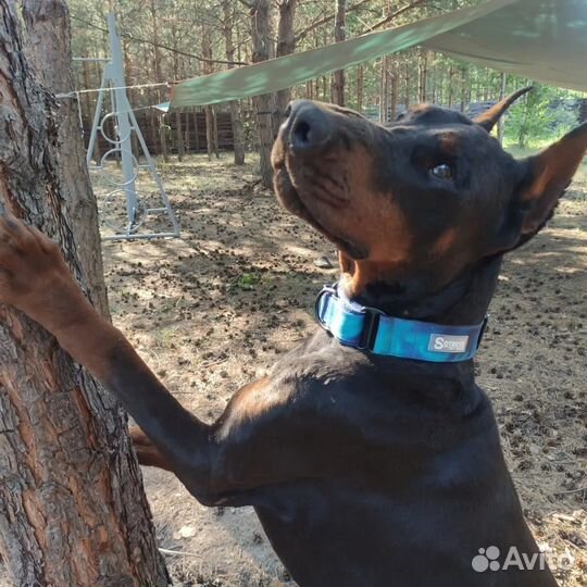 Ошейник Sotbeys регулируемый, для крупной собаки