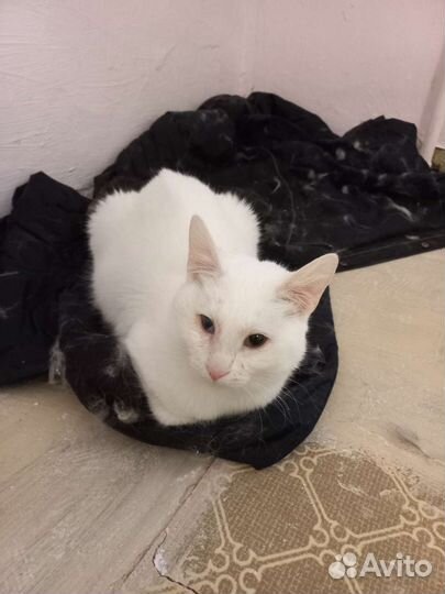 Спортивная кошка