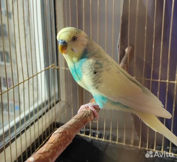 Попугай с клеткой