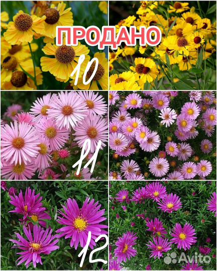 Многолетние цветы для сада 1