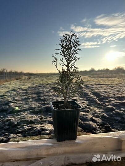 Туя западная Смарагд